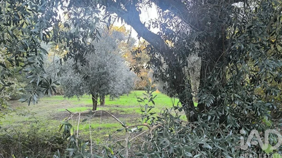 Terreno para Venda em São Cipriano e Vil de Souto Foto 20