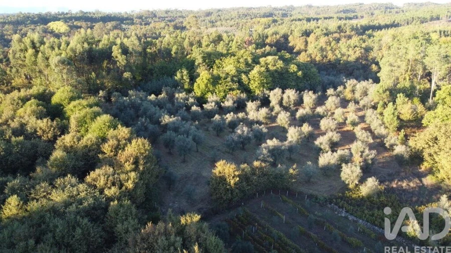 Terreno para Venda em São Cipriano e Vil de Souto Foto 3