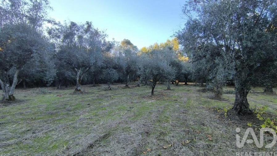 Terreno para Venda em São Cipriano e Vil de Souto Foto 39