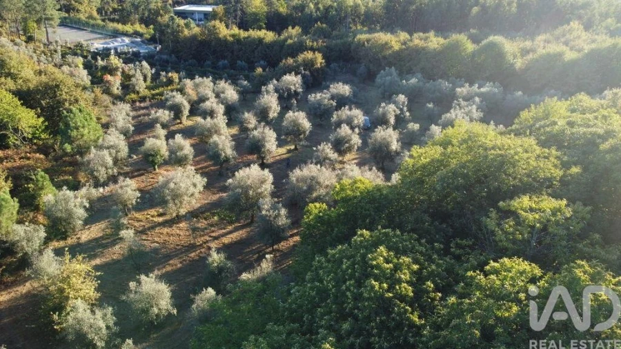 Terreno para Venda em São Cipriano e Vil de Souto Foto 9