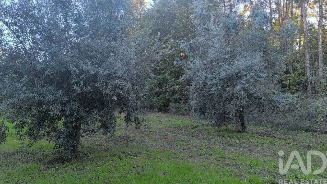 Terreno para Venda em São Cipriano e Vil de Souto Foto 23
