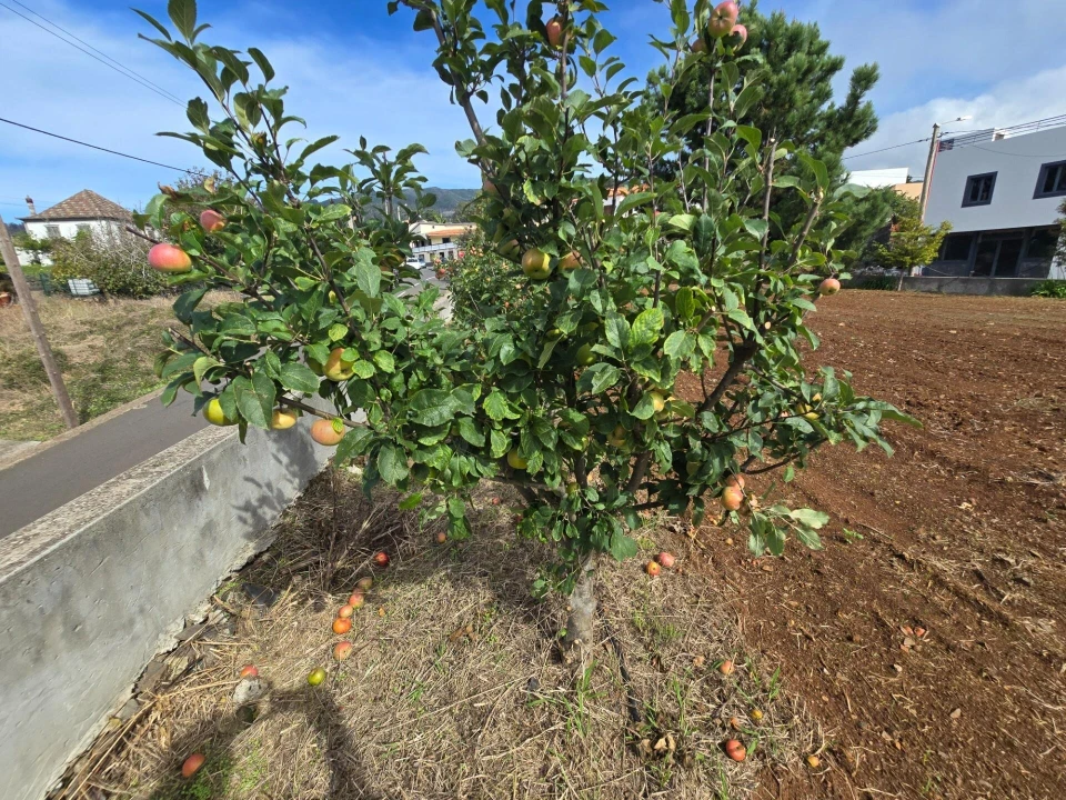 Terreno para Venda em Prazeres Foto 25