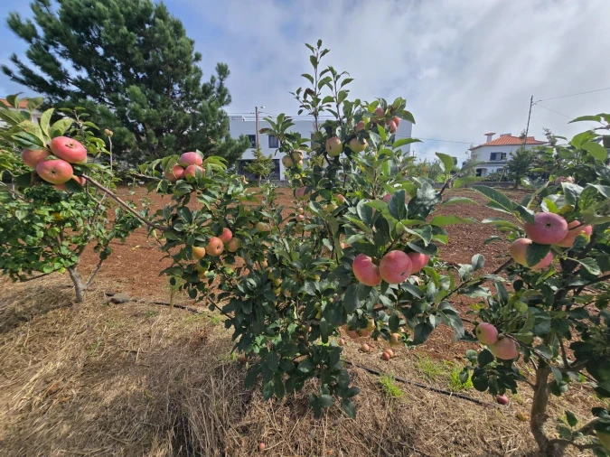 Terreno para Venda em Prazeres Foto 27