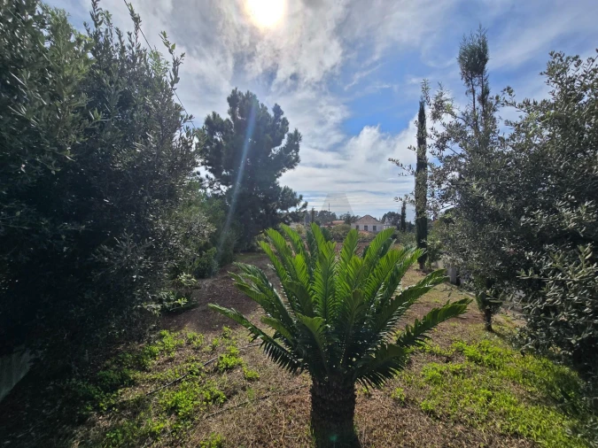 Terreno para Venda em Prazeres Foto 36