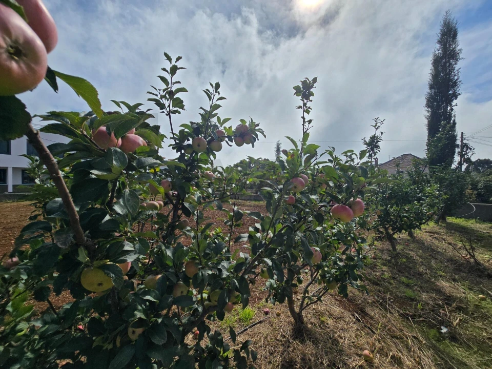 Terreno para Venda em Prazeres Foto 28