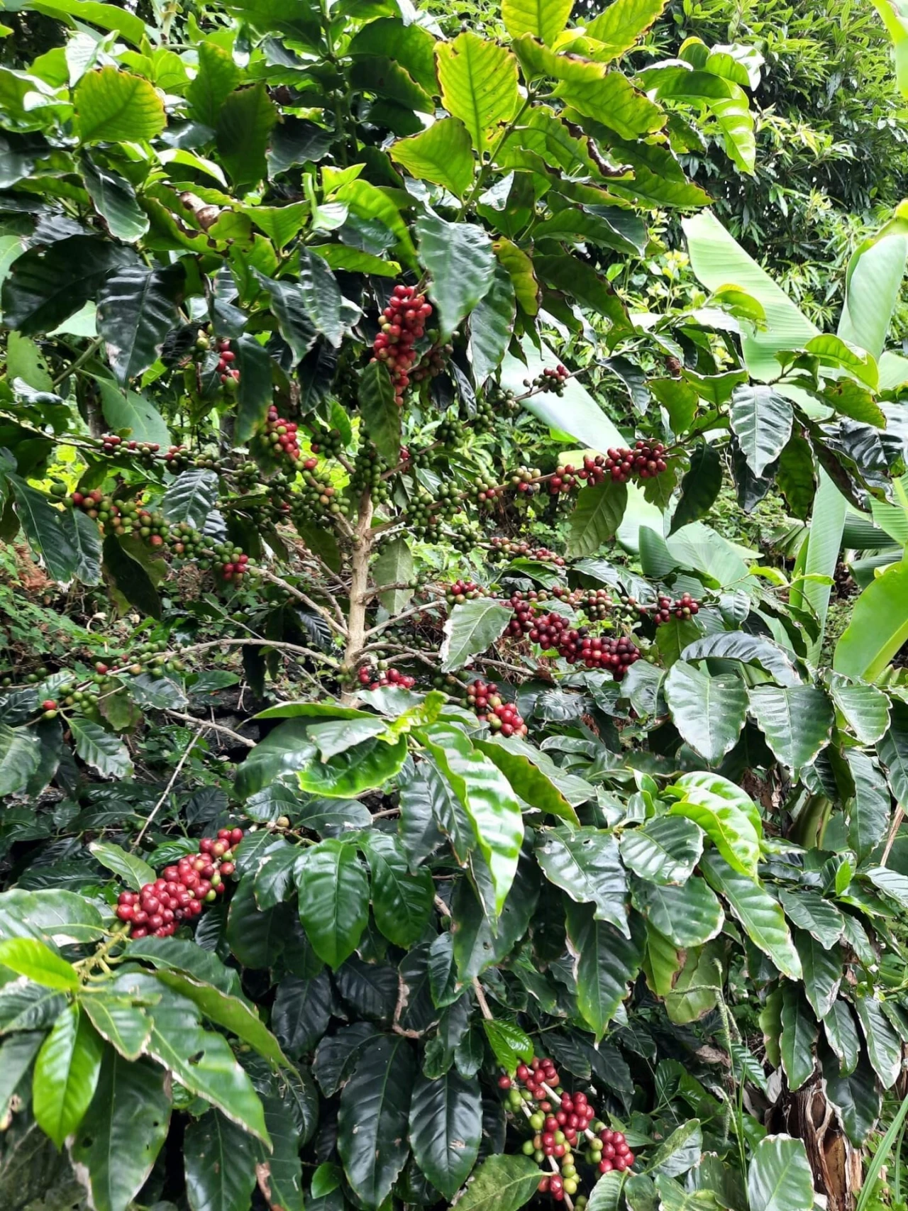 Terreno para Venda em Rosto do Cão (Livramento) Foto 34