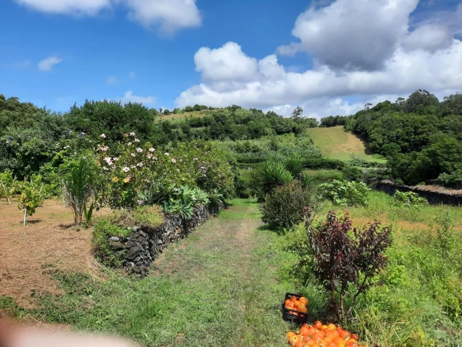 Terreno para Venda em Rosto do Cão (Livramento) Foto 32