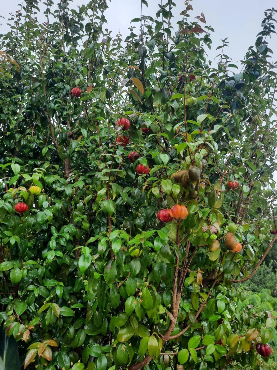 Terreno para Venda em Rosto do Cão (Livramento) Foto 33