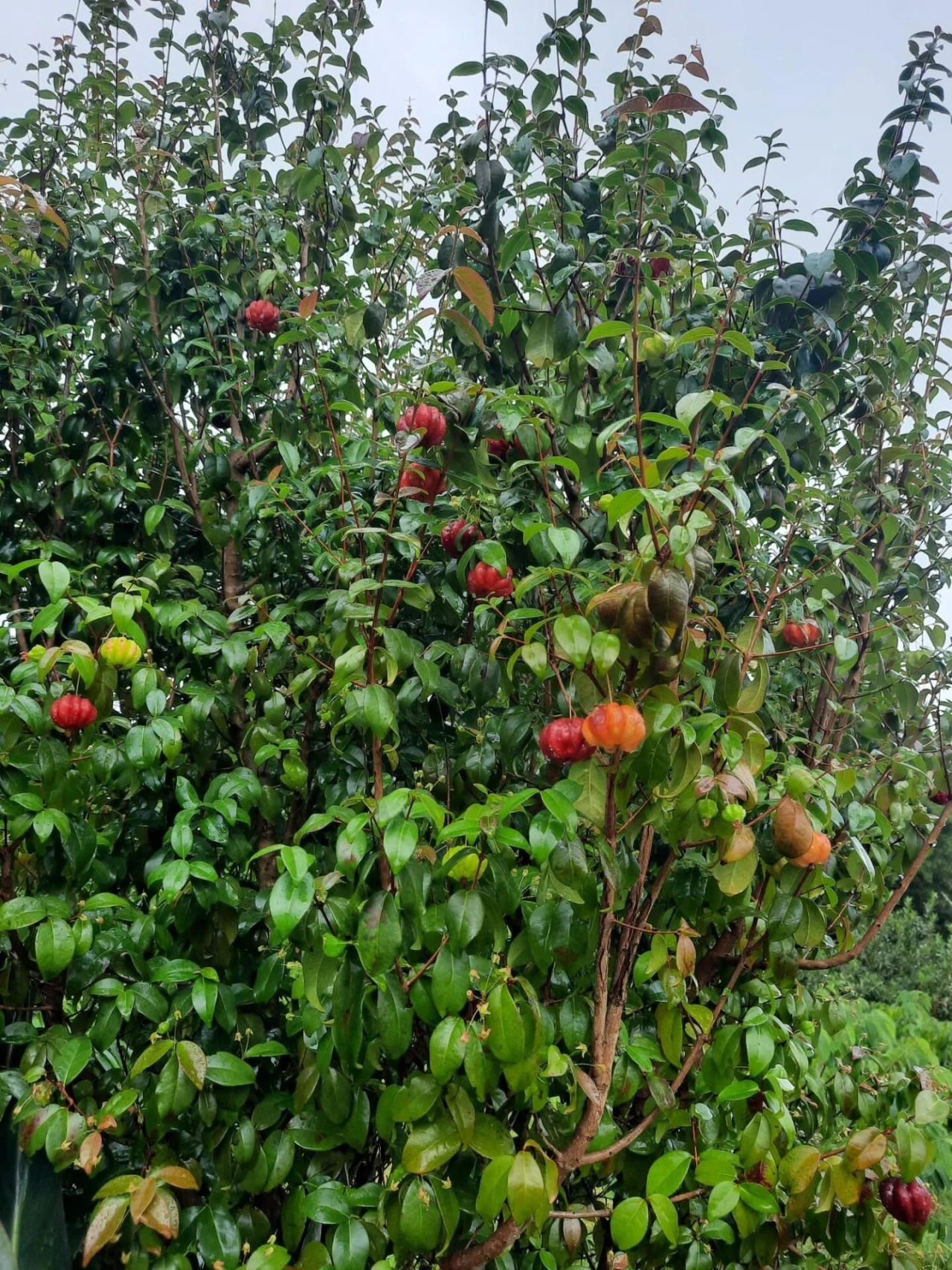 Terreno para Venda em Rosto do Cão (Livramento) Foto 33