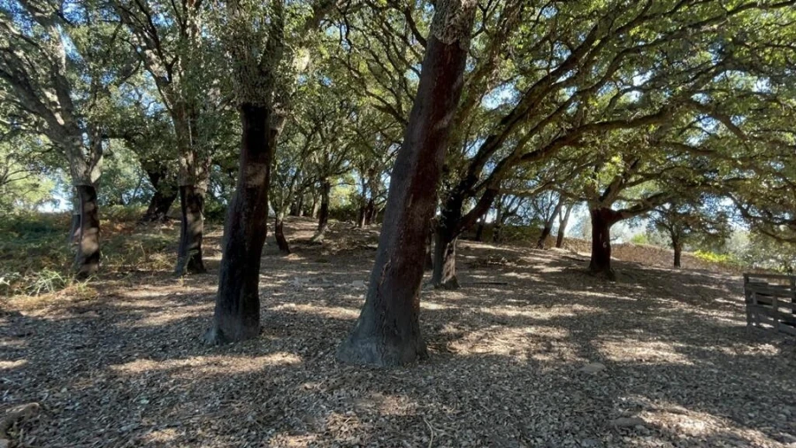 Terreno para Venda em Pedrogão Grande Foto 18