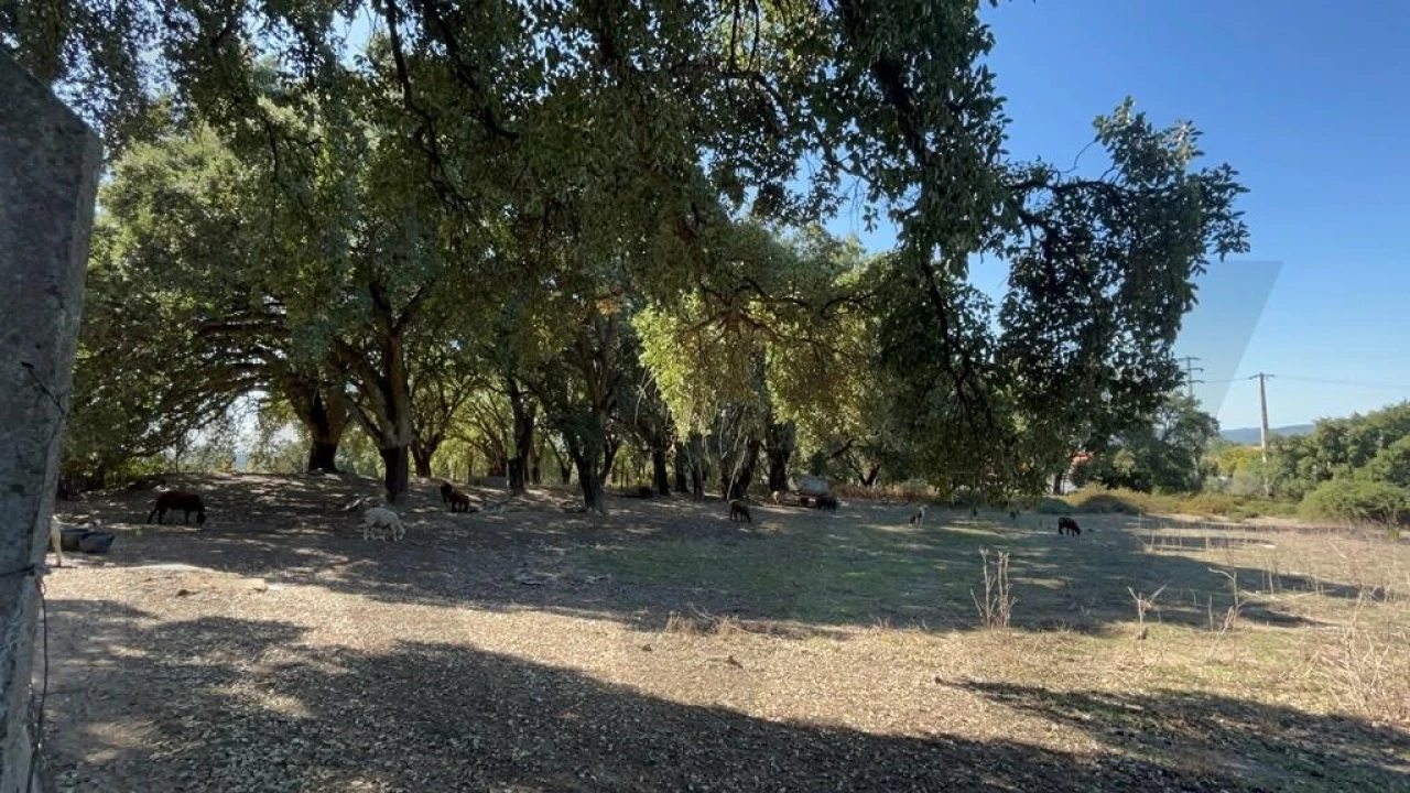 Terreno para Venda em Pedrogão Grande Foto 20