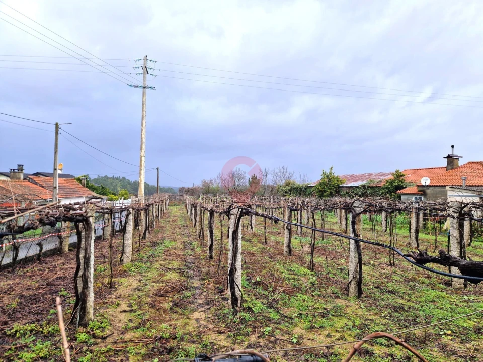 Terreno para Venda em Moreira Foto 7