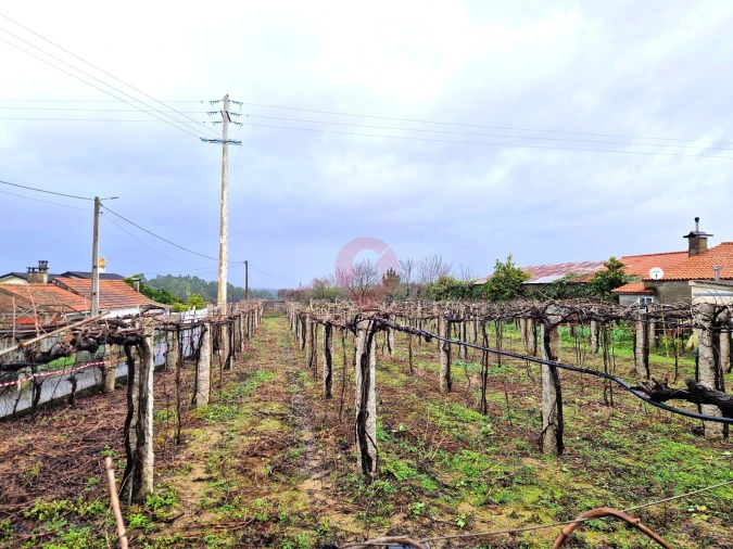 Terreno para Venda em Moreira Foto 4