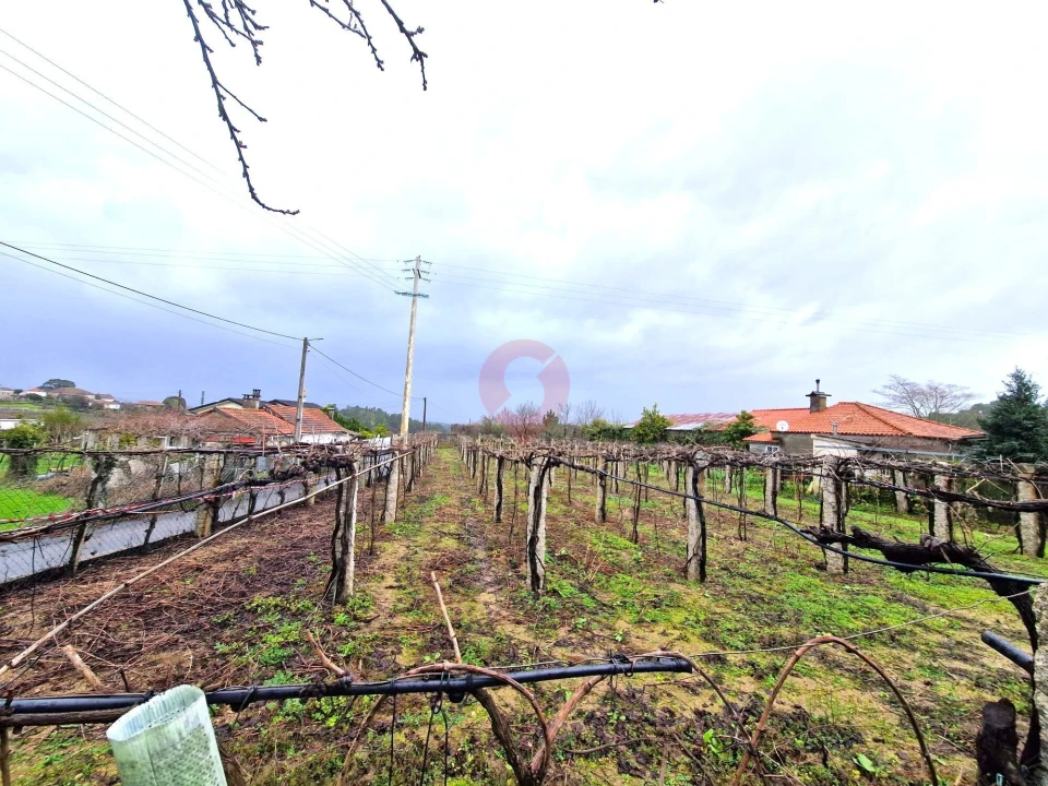 Terreno para Venda em Moreira Foto 6