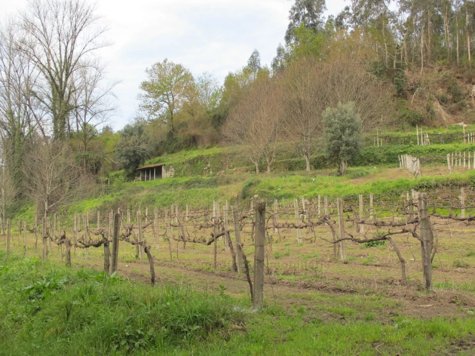 Terreno para Venda em Távora (Santa Maria e São Vicente) Foto 7