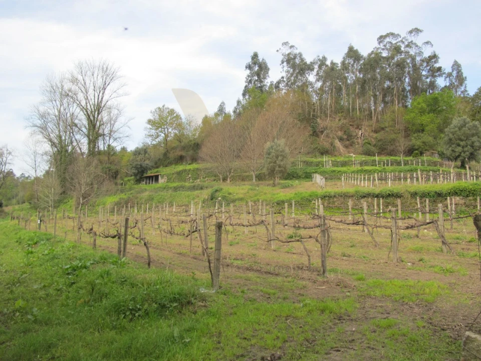 Terreno para Venda em Távora (Santa Maria e São Vicente) Foto 8