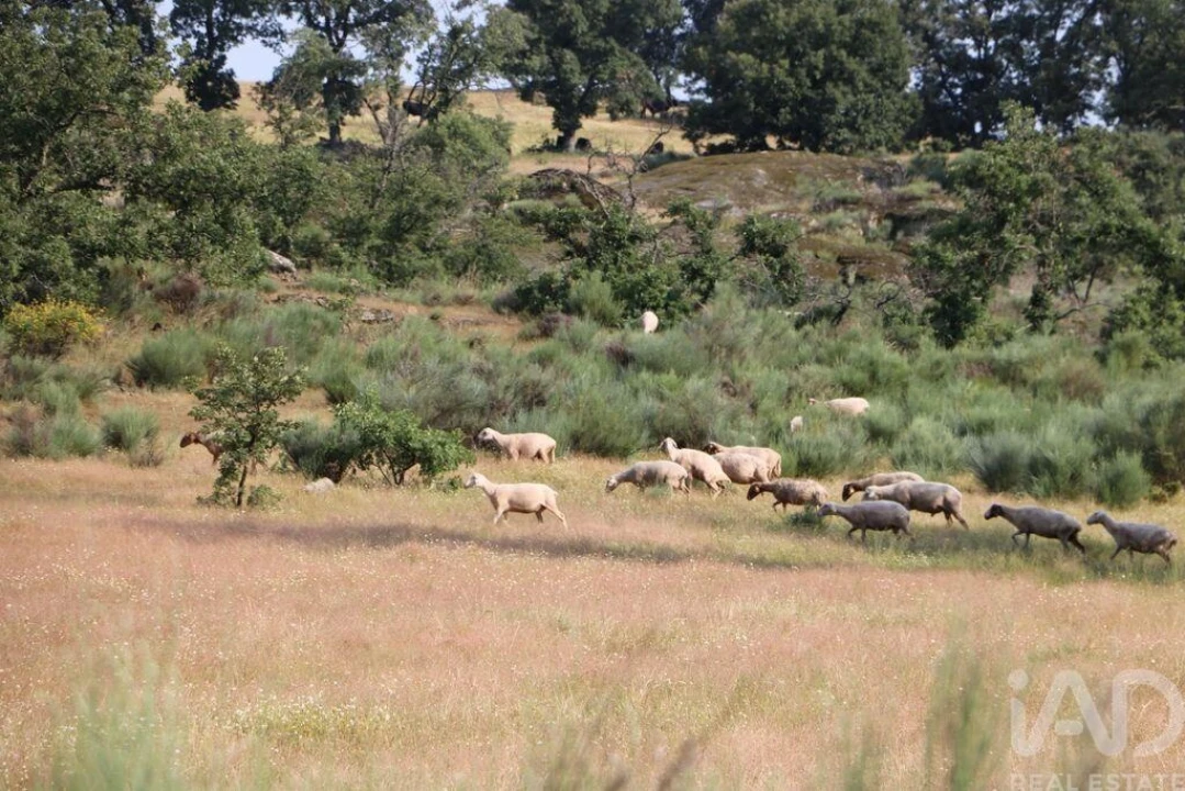Prédio para Venda em Monsanto e Idanha-A-Velha Foto 17
