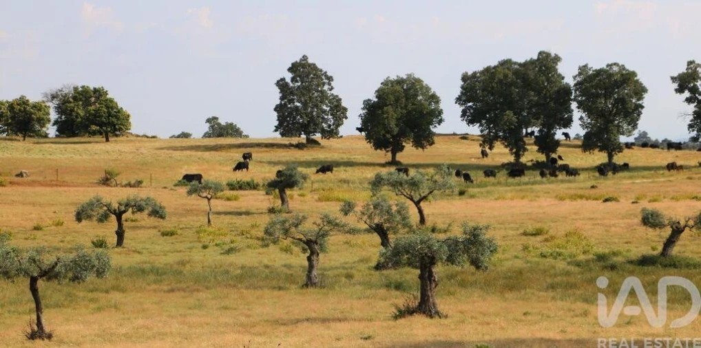 Prédio para Venda em Monsanto e Idanha-A-Velha Foto 19