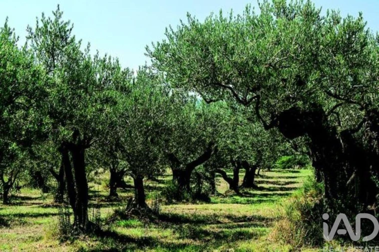 Prédio para Venda em Monsanto e Idanha-A-Velha Foto 14