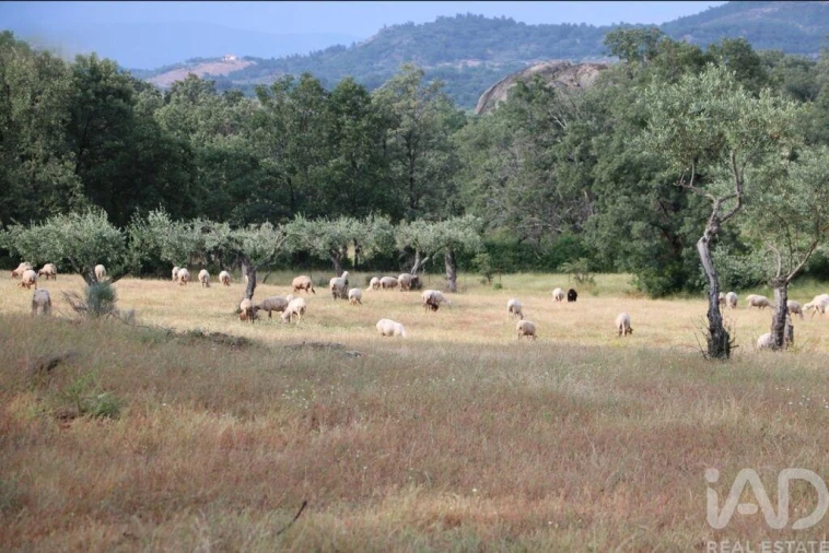 Prédio para Venda em Monsanto e Idanha-A-Velha Foto 20