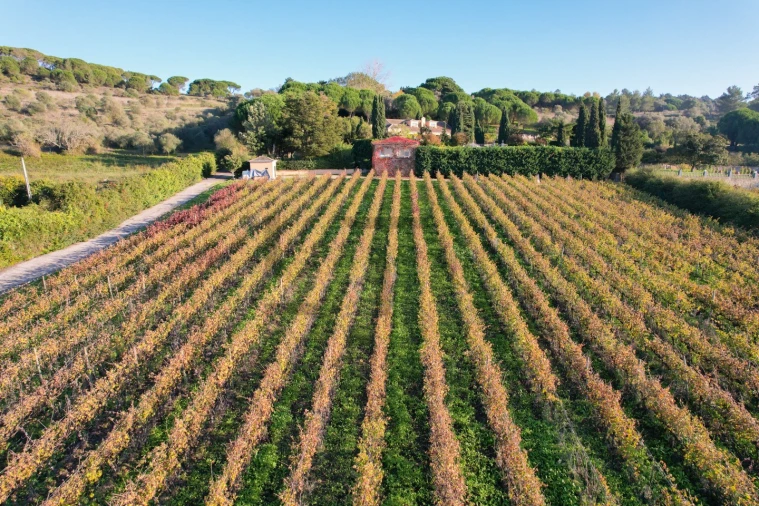 Quinta T5 para Venda em Azeitão (São Lourenço e São Simão) Foto 11