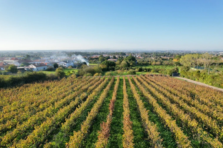 Quinta T5 para Venda em Azeitão (São Lourenço e São Simão) Foto 15
