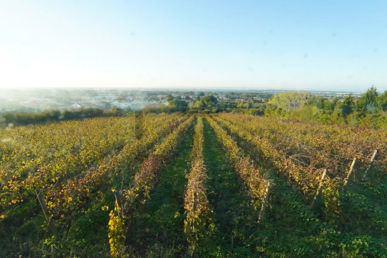 Quinta T5 para Venda em Azeitão (São Lourenço e São Simão) Foto 73