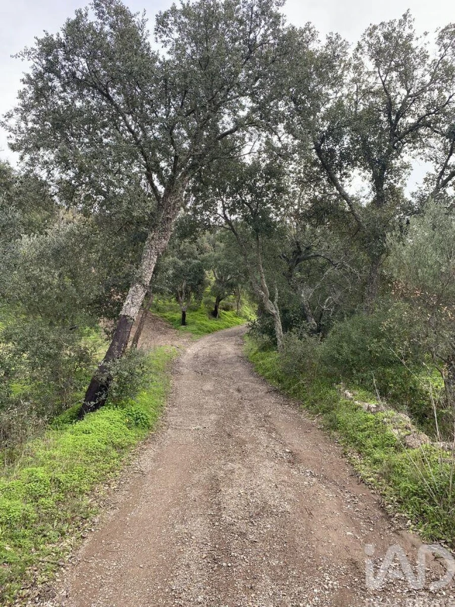 Terreno para Venda em São Brás de Alportel Foto 13