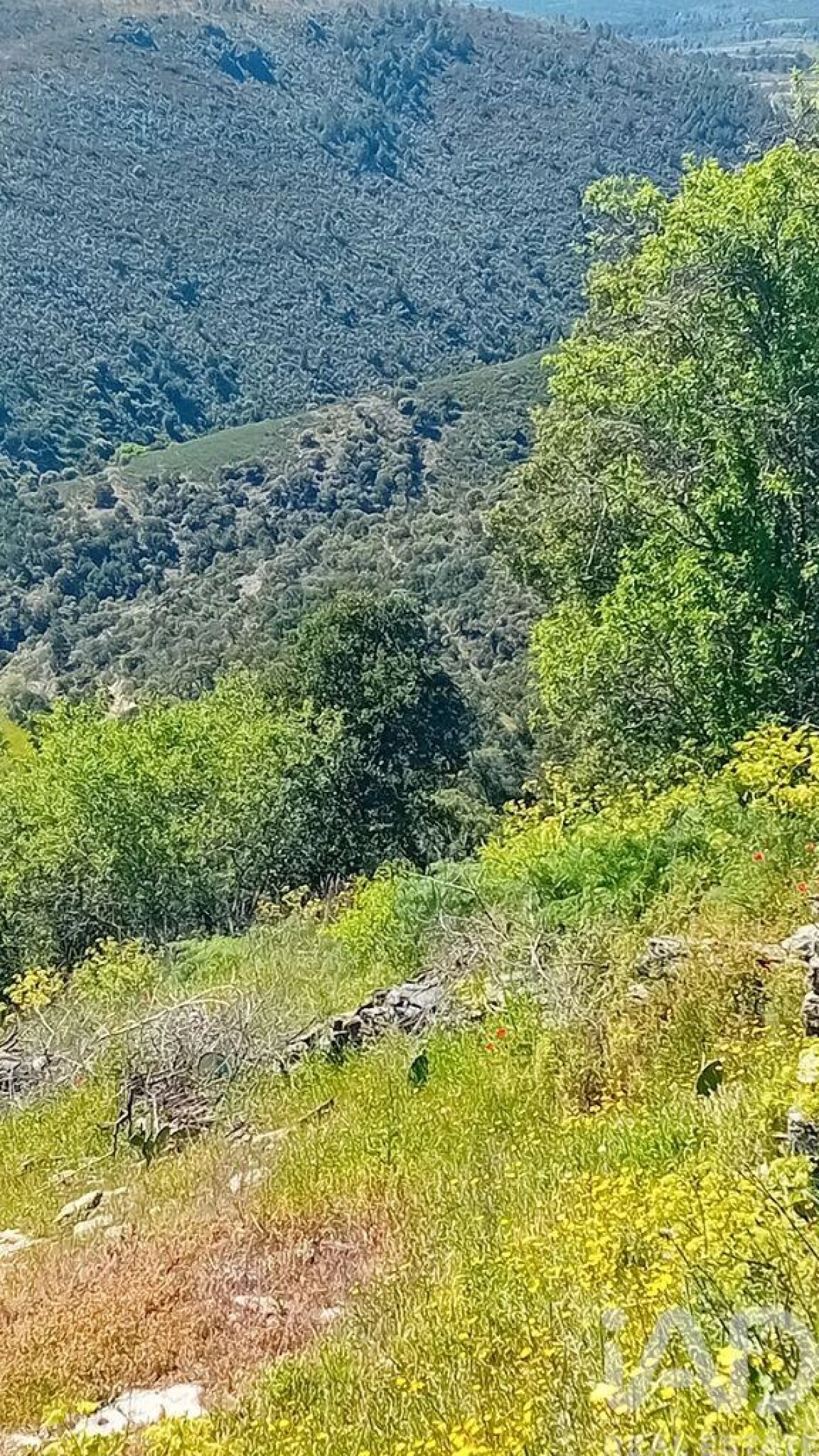 Terreno para Venda em Mos Foto 3