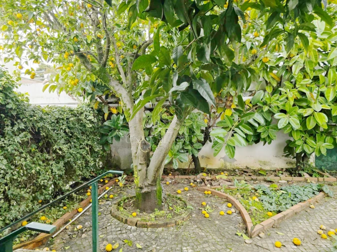 Moradia T4 para Venda em Torres Novas (Santa Maria, Salvador e Santiago) Foto 42