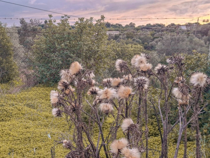 Terreno para Venda em Almancil Foto 28