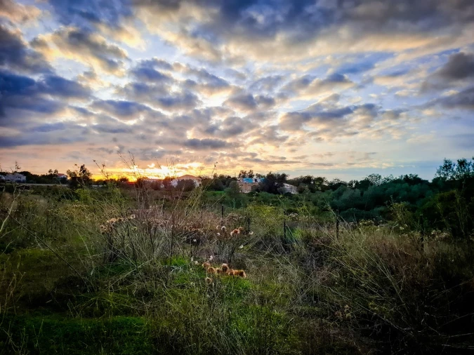 Terreno para Venda em Almancil Foto 33