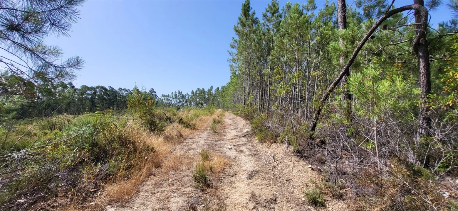 Terreno Agricola ou Rústico para Venda em Fratel Foto 22