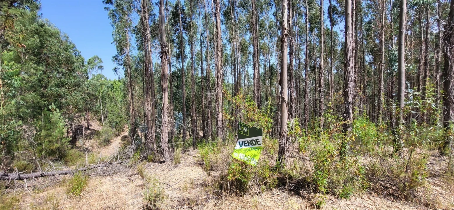 Terreno Agricola ou Rústico para Venda em Fratel Foto 24