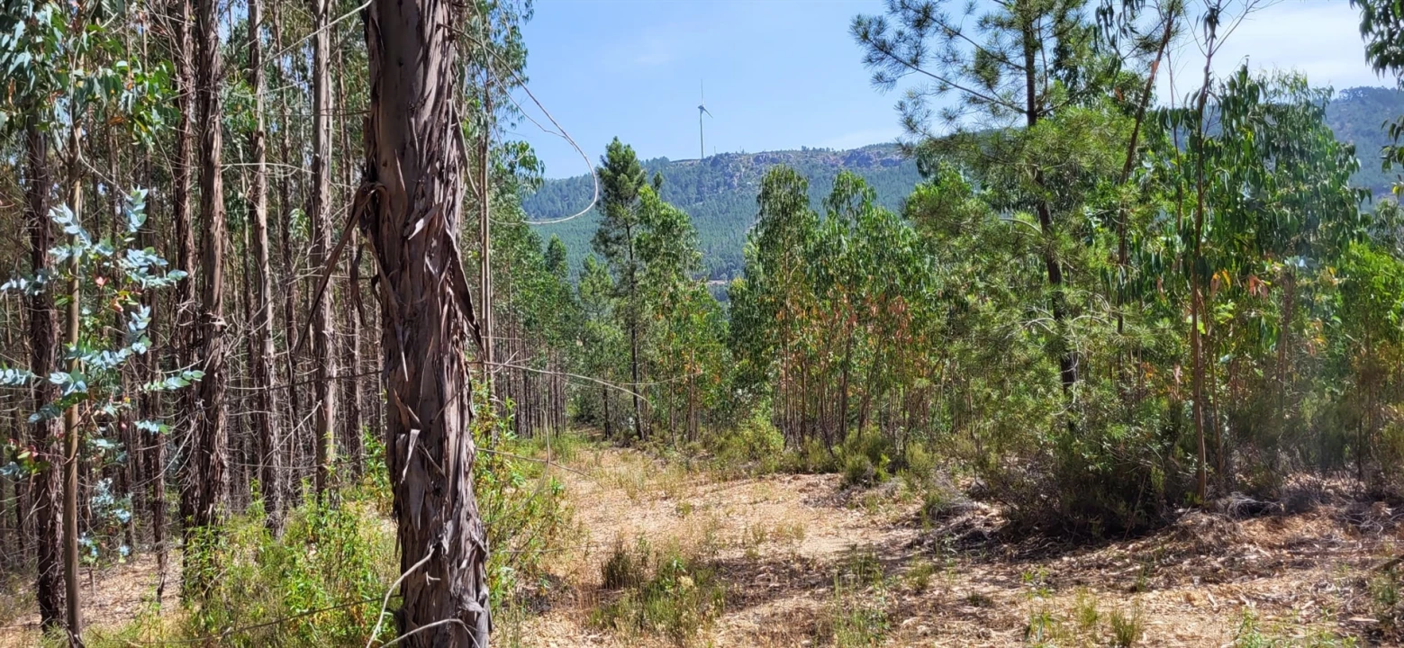 Terreno Agricola ou Rústico para Venda em Fratel Foto 13