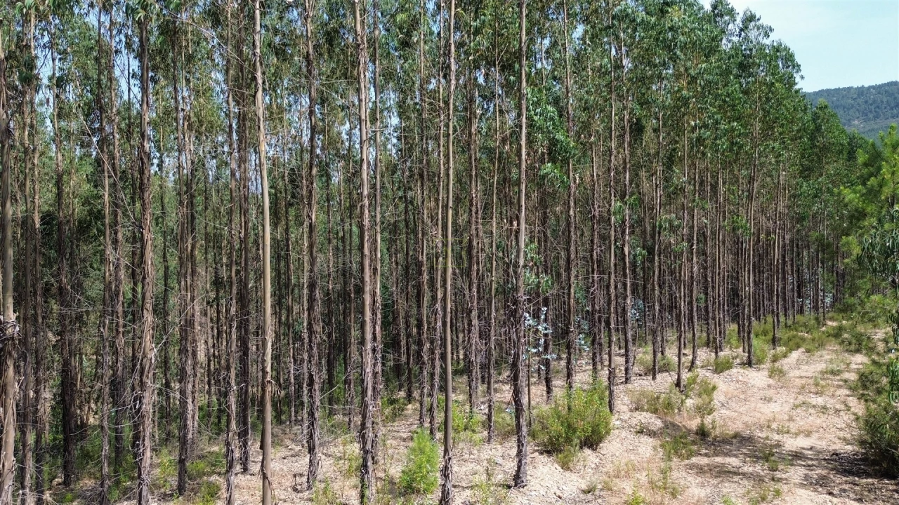 Terreno Agricola ou Rústico para Venda em Fratel Foto 8