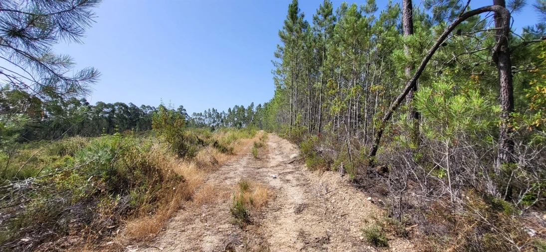 Terreno Agricola ou Rústico para Venda em Fratel Foto 22