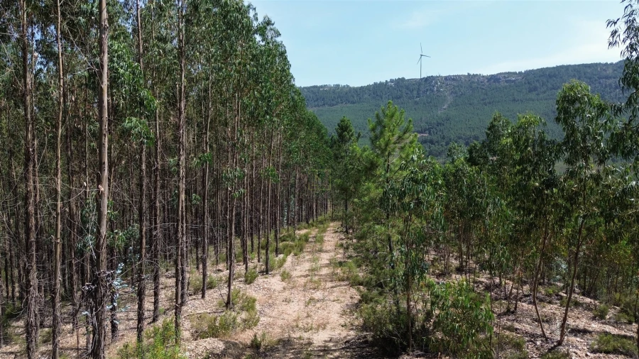 Terreno Agricola ou Rústico para Venda em Fratel Foto 9