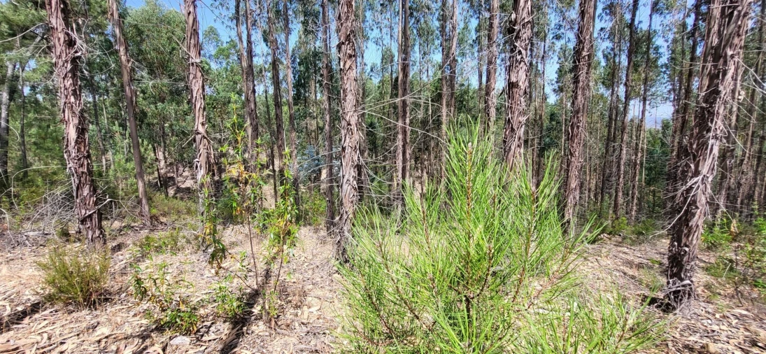 Terreno Agricola ou Rústico para Venda em Fratel Foto 14