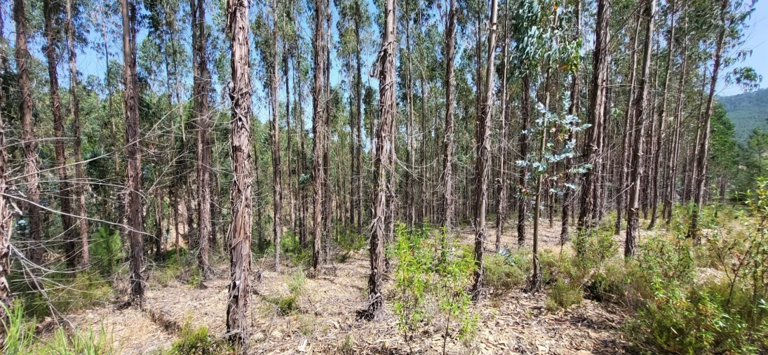 Terreno Agricola ou Rústico para Venda em Fratel Foto 15