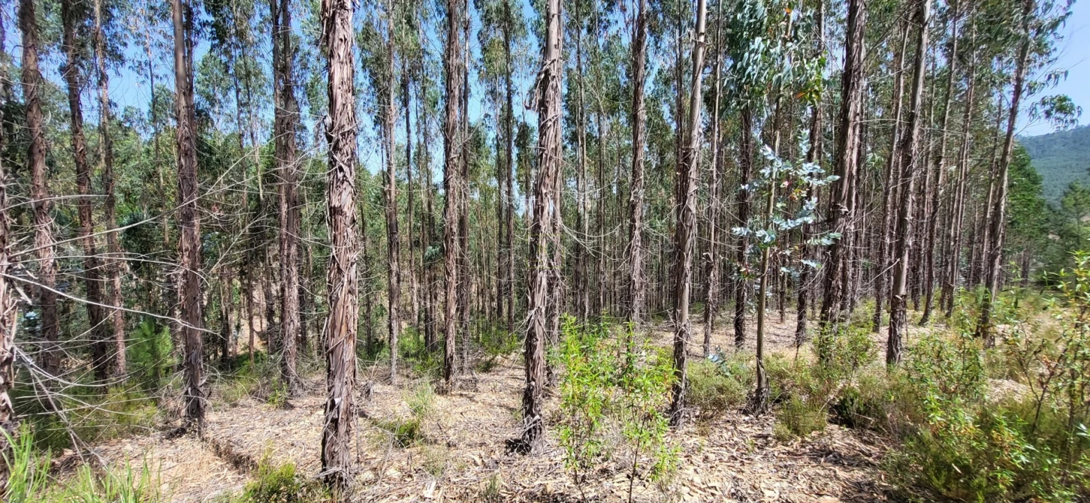 Terreno Agricola ou Rústico para Venda em Fratel Foto 15