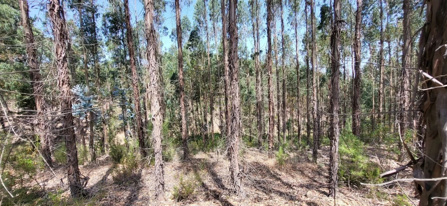 Terreno Agricola ou Rústico para Venda em Fratel Foto 20
