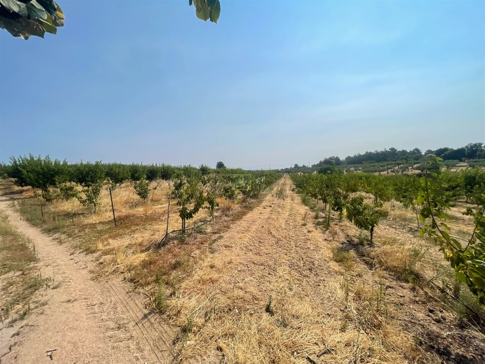 Quinta T1 para Venda em Vale de Prazeres e Mata da Rainha Foto 62