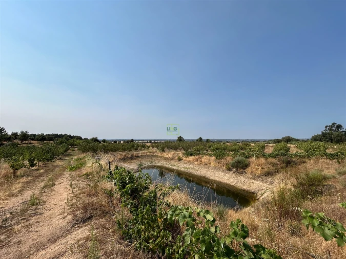 Quinta T1 para Venda em Vale de Prazeres e Mata da Rainha Foto 74