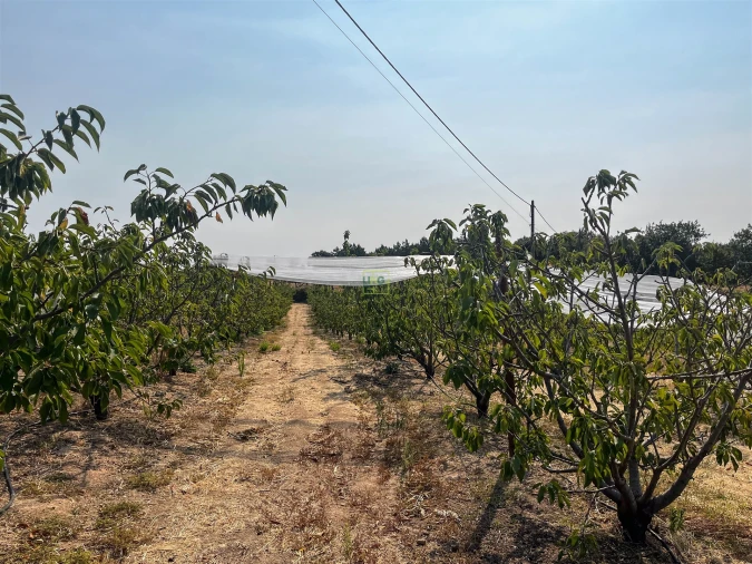 Quinta T1 para Venda em Vale de Prazeres e Mata da Rainha Foto 65