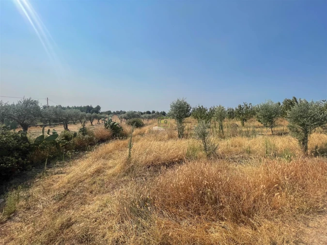 Quinta T1 para Venda em Vale de Prazeres e Mata da Rainha Foto 99