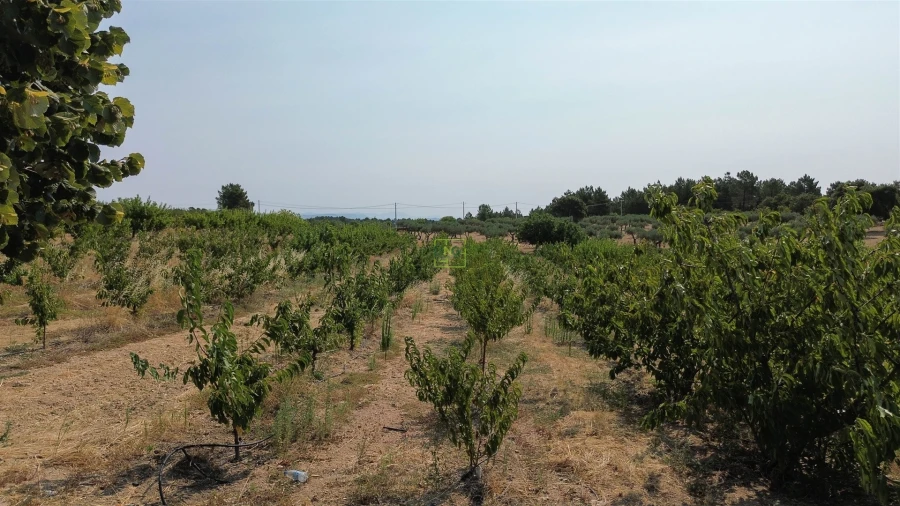 Quinta T1 para Venda em Vale de Prazeres e Mata da Rainha Foto 76