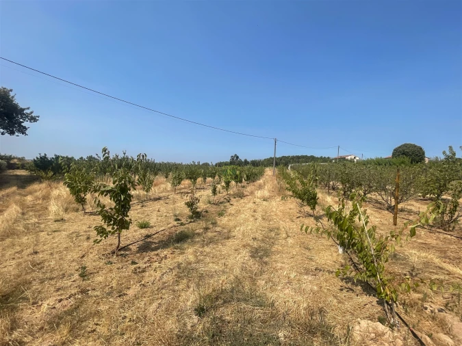 Quinta T1 para Venda em Vale de Prazeres e Mata da Rainha Foto 105