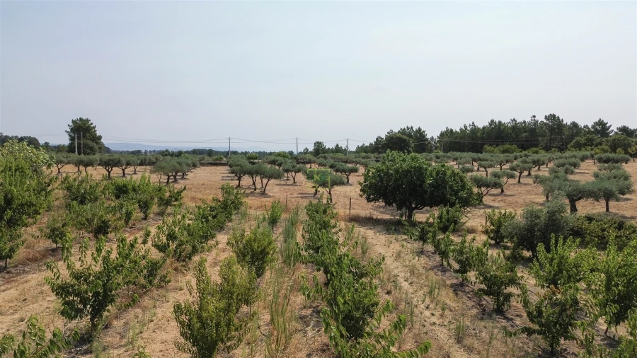 Quinta T1 para Venda em Vale de Prazeres e Mata da Rainha Foto 77