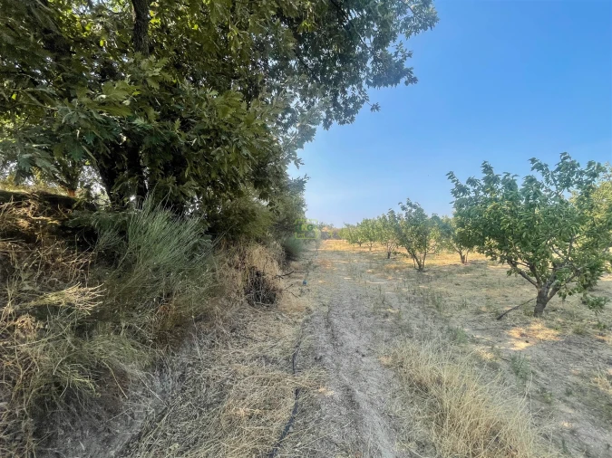Quinta T1 para Venda em Vale de Prazeres e Mata da Rainha Foto 106